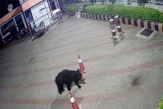 bear walk in a petrol bunk