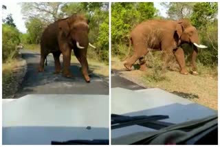 Elephant Crossing on a Forest road