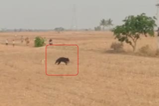 Bear being chased away