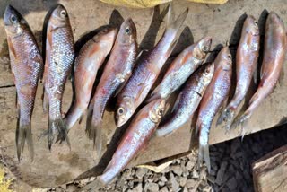 a-rare-kodasa-species-fish-died-in-sharavati-watershed-at-shivamogga