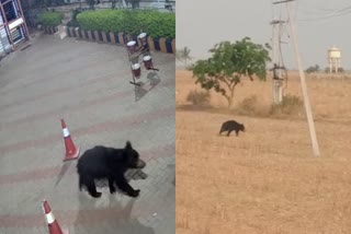 ஊருக்குள் புகுந்த கரடி!- விரட்டியடித்த பொதுமக்கள்!- திக்திக் வீடியோ காட்சிகள்