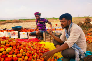 Tomato cultivation deteriorated