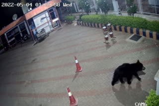 Watch: Bear being chased away by villagers and stray dogs in Karnataka