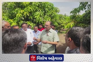 Mango Cluster Development Program : દેશના 12 પાયલોટ કલસ્ટરોમાં ગુજરાતનું આ સ્થળ પસંદ થયું, ફાયદો શું થશે જાણો