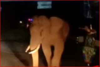 VIDEO: Elephant smashing the window of a government bus at Kotagiri, Tamil Nadu