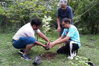 No large scale plantation in MP