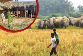 wild-elephant-persecution-in-goalpara