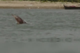 Video Dolphin observed in Rapti river in Gorakhpur DFO says indication of water quality recovering