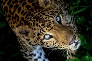 Wild boars leopard karnataka