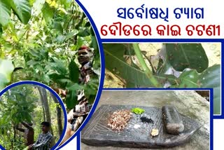 ରୋଗ ଦୂର କରୁଛି ନାଲି କାଇ, ସର୍ବୋଷଧି ମାନ୍ୟତା ମିଳିବା ନେଇ ବଢିଲା ଆଶା