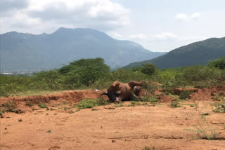 கோவை அருகே யானை உயிரிழப்பு