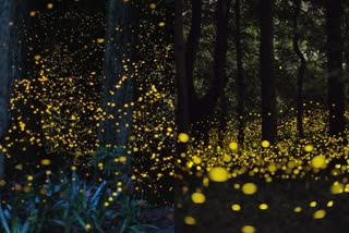 fireflies bioluminescent Phenomenon  Anamalai Tiger Reserve fireflies  ബയോലൂമിനസെന്‍റ് മിന്നാമിനുങ്ങ്  ആനമല കടുവ സങ്കേതം ഇല്യൂമനേഷൻ ലൈറ്റിങ്  Synchronous behavior of fireflies