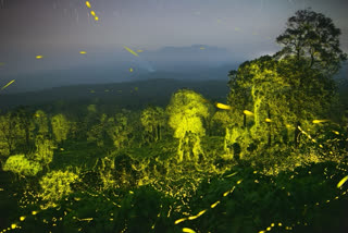 Glowing fireflies turn Anamalai Tiger Reserve into Avatar's Pandora