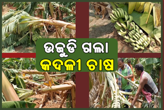 କାଳ ସାଜିଲା କାଳବୈଶାଖୀ, ଉଜୁଡି ଗଲା ପ୍ରାୟ ୨ ଶହ ଏକର କଦଳୀ ଚାଷ