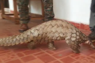 Live Pangolin Smuggled in balaghat