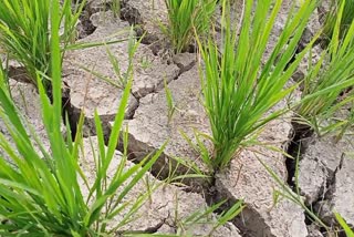 Irrigation Dept Advisory for Farmers of North Kashmir