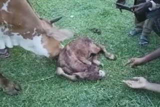 Calf born without eyes and nose