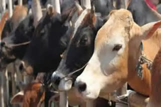 IIT-Delhi gets machine for making cow dung logs for cremations