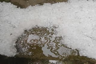hailstorm-damages-crops-in-uper-reaches-of-tral
