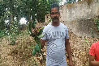 Surguja Unique Cucumber Flavored Mango