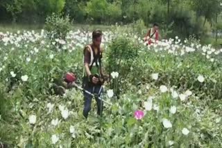 drive-against-poppy-cultivation-in-saimoh-tral