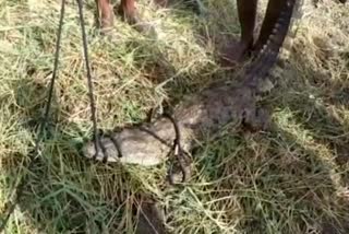 CROCODILE TRAPPED IN FISHING NET IN JAGTIAL  ജഗ്‌തിയാലില്‍ മത്സ്യബന്ധന വലയില്‍ കുടുങ്ങി മുതല  മത്സ്യബന്ധന വലയില്‍ കുടുങ്ങി മുതല  മുതല വലയില്‍ കുടുങ്ങി