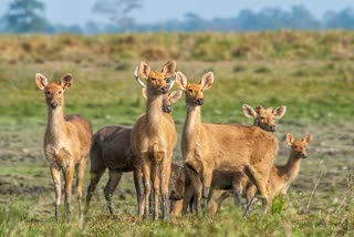 swamp-deer-population-started-for-second-time-at-kaziranga-national-park