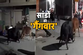 Bull Fight Viral Video