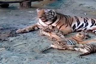 Siliguri tiger video