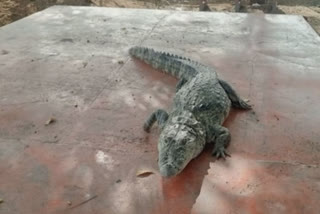 Watch! Crocodile caught in fishnet at Jagtial in Telangana