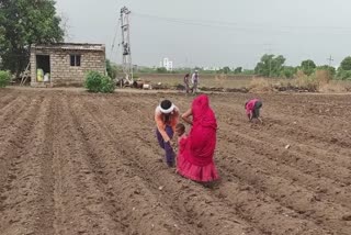 Cultivation of summer season in Gujarat : રાજ્યમાં કેટલું અને કયા કયા ઉનાળુ પાકનું થયું વાવેતર જાણો