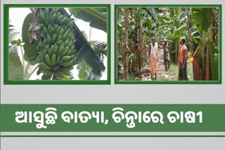 ବାତ୍ୟା ଆଶଙ୍କା, ଚିନ୍ତାରେ ଅନୁଗୋଳର କଦଳୀ ଚାଷୀ