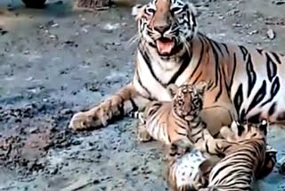 Watch : A Royal Bengal Tigress enjoying with her newly born cubs