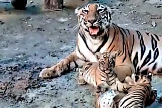 Bengal Safari Park releases video of Royal Bengal Tiger cubs  tiger from bangal safari park  അമ്മക്കൊപ്പം കളിച്ചുല്ലസിച്ച് കടുവക്കുഞ്ഞുങ്ങള്‍; ദൃശ്യങ്ങള്‍ കാണാം