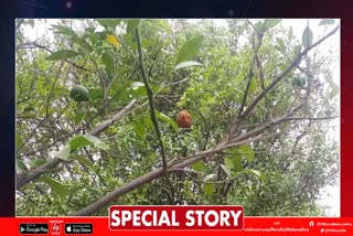 Orange Crop In Amravati