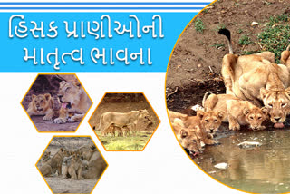 શું તમને ખબર છે હિંસક પ્રાણીઓ પણ માતૃત્વ ભાવને લઇને રહે છે ખૂબ જ સચેત જાણો અમારો વિશેષ અહેવાલ