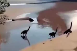 "Baby Dinosaurs" running on A Beach, Video gets Viral