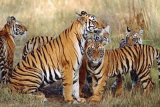 Narmadapuram news Satpura Tiger Reserve video tigers seen to tourist