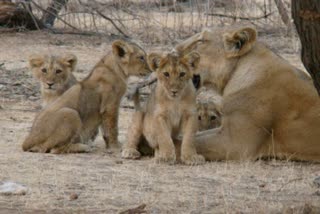 lioness with her cubs