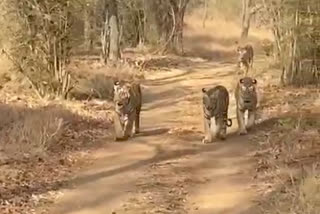 Tigress with five cubs