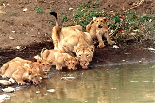 MOTHERS DAY 2022  ANIMALS LIVE WITH MATERNAL FEELINGS Lion Story