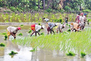 Crop rotation in Telangana