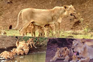 Motherly insticnts lion mothers nurture train cubs in forests of Gujarat