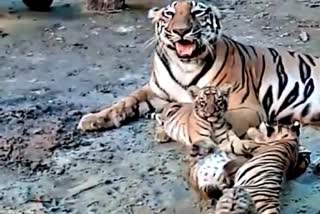 Bengal Safari Park releases video of Royal Bengal Tiger cubs