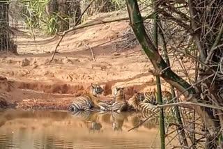 Bandhavgarh Tiger Reserve Shahdol