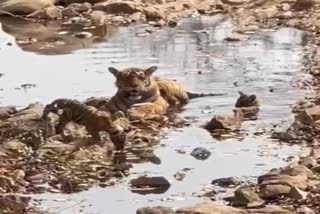 Tigress T 39 Noor in Ranthambore