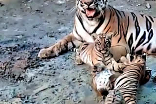Bengal Safari Park video: શાવકોએ માં સાથે કરી મસ્તી, જૂઓ વિડીયો