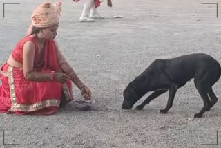 Udaipur Animal Lover Bride Dimple