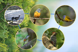 Mussoorie Bird Count News