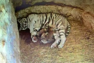 White tigress